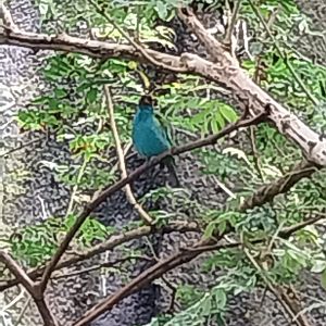 Birdhouse - Jewels of the air - Bay-headed tanager (Tangara gyrola)