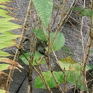 Birdhouse - Jewels of the air - Red-legged honeycreeper (Cyanerpes cyaneus)