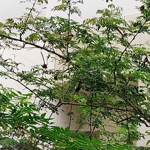 Birdhouse - Jewels of the air - Violaceous Euphonia (Euphonia violacea)