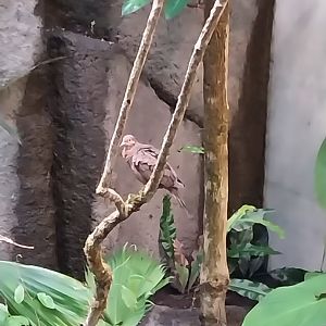 Birdhouse - Jewels of the air - Socorro Dove (Zenaida graysoni)