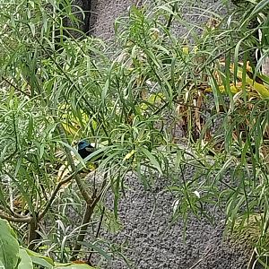 Birdhouse - Jewels of the air - Blue-necked Tanager (Tangara cyanicollis)