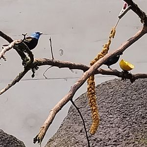 Birdhouse - Jewels of the air - Blue-necked Tanager (Tangare cyanicollis)