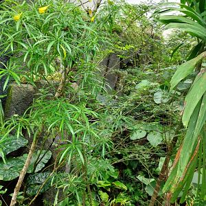 Birdhouse - Jewels of the air