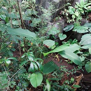 Birdhouse - Jewels of the air