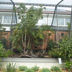 Birdhouse - Sumatran Laughingthrush aviary