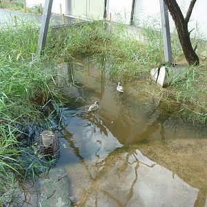 Birdhouse - Walk-through aviary - Marbled Duck (Marmaronetta angustirostris)
