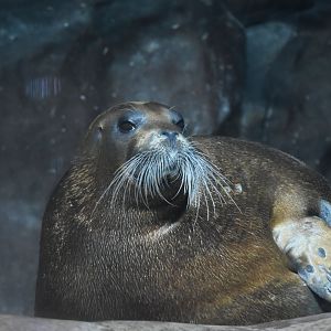 Bearded seal (Erignathus barbatus)