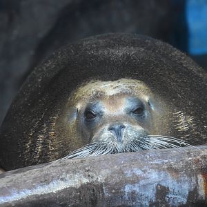 Bearded seal (Erignathus barbatus)