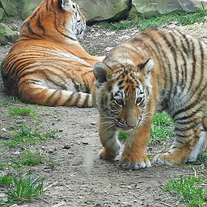Zoya and her Cub