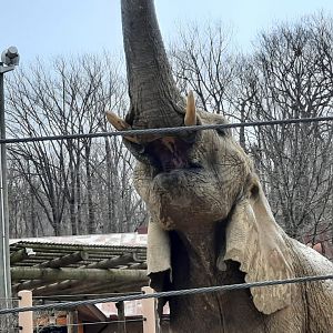 Elephant Having Lunch