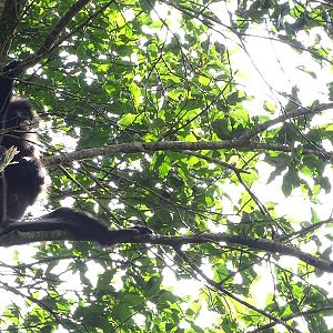 Robinson's banded langur (Presbytis robinsoni)