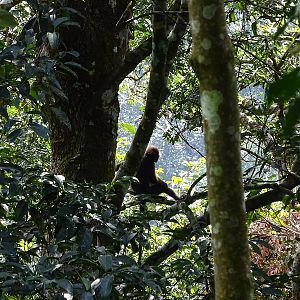 Robinson's banded langur (Presbytis robinsoni)