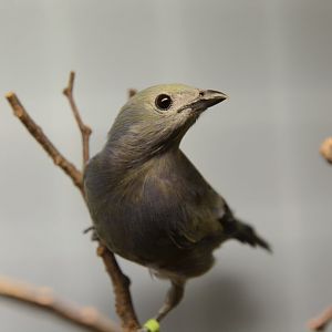 Palm tanager (Thraupis palmarum)