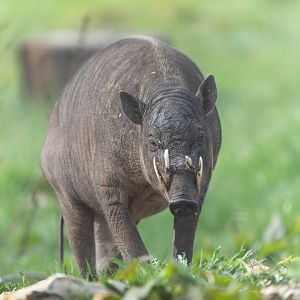Babirusa, ZSL Whipsnade, UK