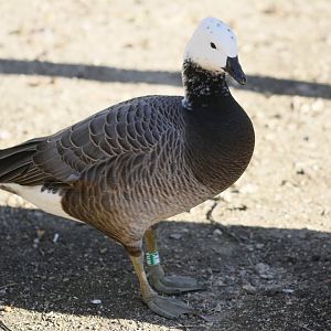 Emperor x Barnacle goose