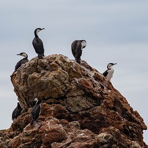 Black-faced Cormorants