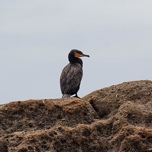 Great Cormorant