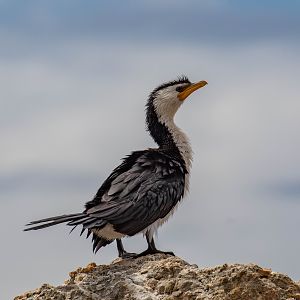 Little Pied Cormorant