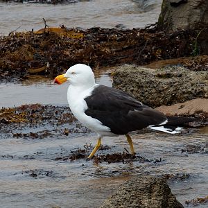 Pacific Gull