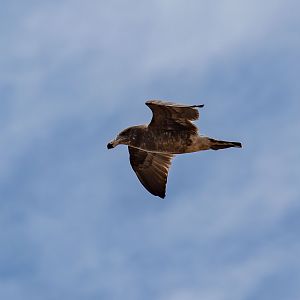 Pacific Gull immature
