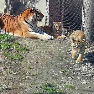 Zoya and her cubs 2