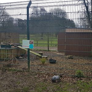 Mandarin Duck Enclosure