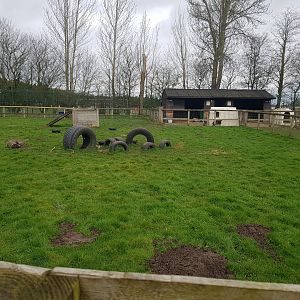 African Pygmy Goat Enclosure
