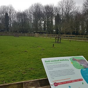 Red-necked Wallaby Enclosure