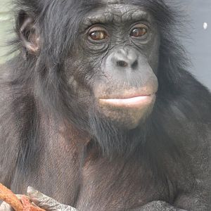 Lucuma- Bonobo