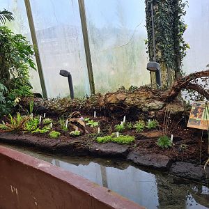 Victoria conservatory - Carnivorous plants