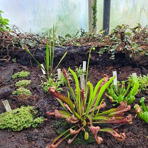 Victoria conservatory - Carnivorous plants