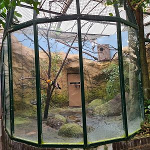 Victoria conservatory - Toco toucan enclosure