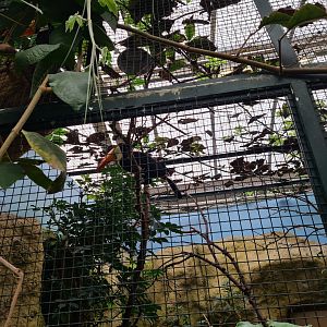 Victoria conservatory - Toco toucan