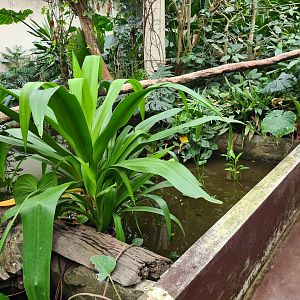 Victoria conservatory - Small pond