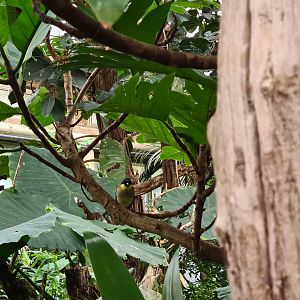 Victoria conservatory - Blue-crowned laughingthrush
