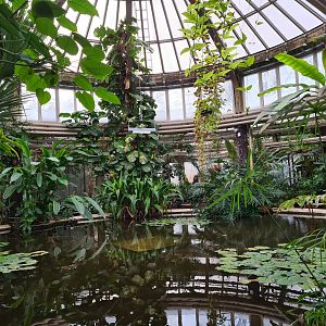 Victoria conservatory - Waterlily pond