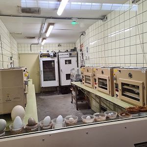 Victoria conservatory - Egg nursery