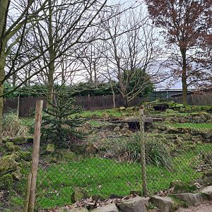 South America - Chilean pudu enclosure