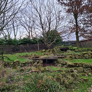 South America - Chilean pudu enclosure