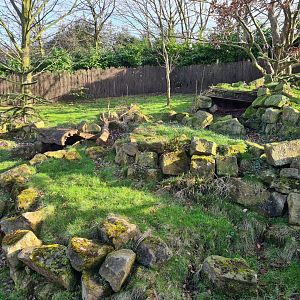 South America - Chilean pudu enclosure