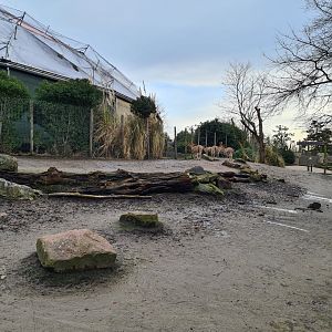 South America - Vicuña and Lesser rhea enclosure