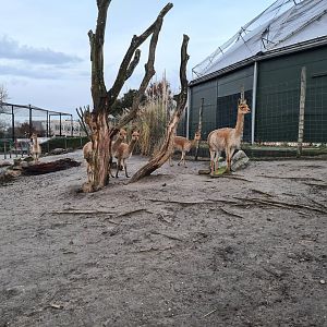 South America - Vicuña