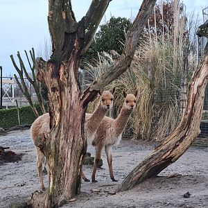 South America - Curious vicuña