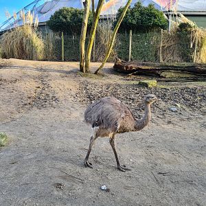 South America - Lesser rhea