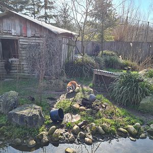 North America - Raccoon