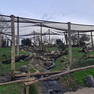 North America - Arctic fox enclosure