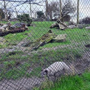 North America - Arctic fox