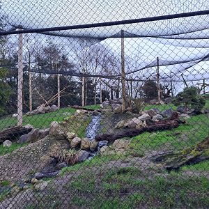 North America - Arctic fox enclosure
