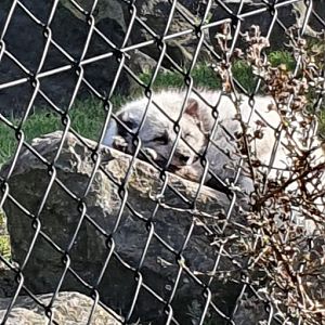 North America - Arctic fox