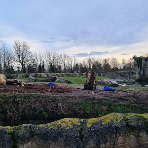 North America - Playing polar bear